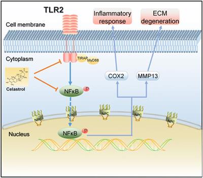 Celastrol ameliorates osteoarthritis via regulating TLR2/NF-κB signaling pathway